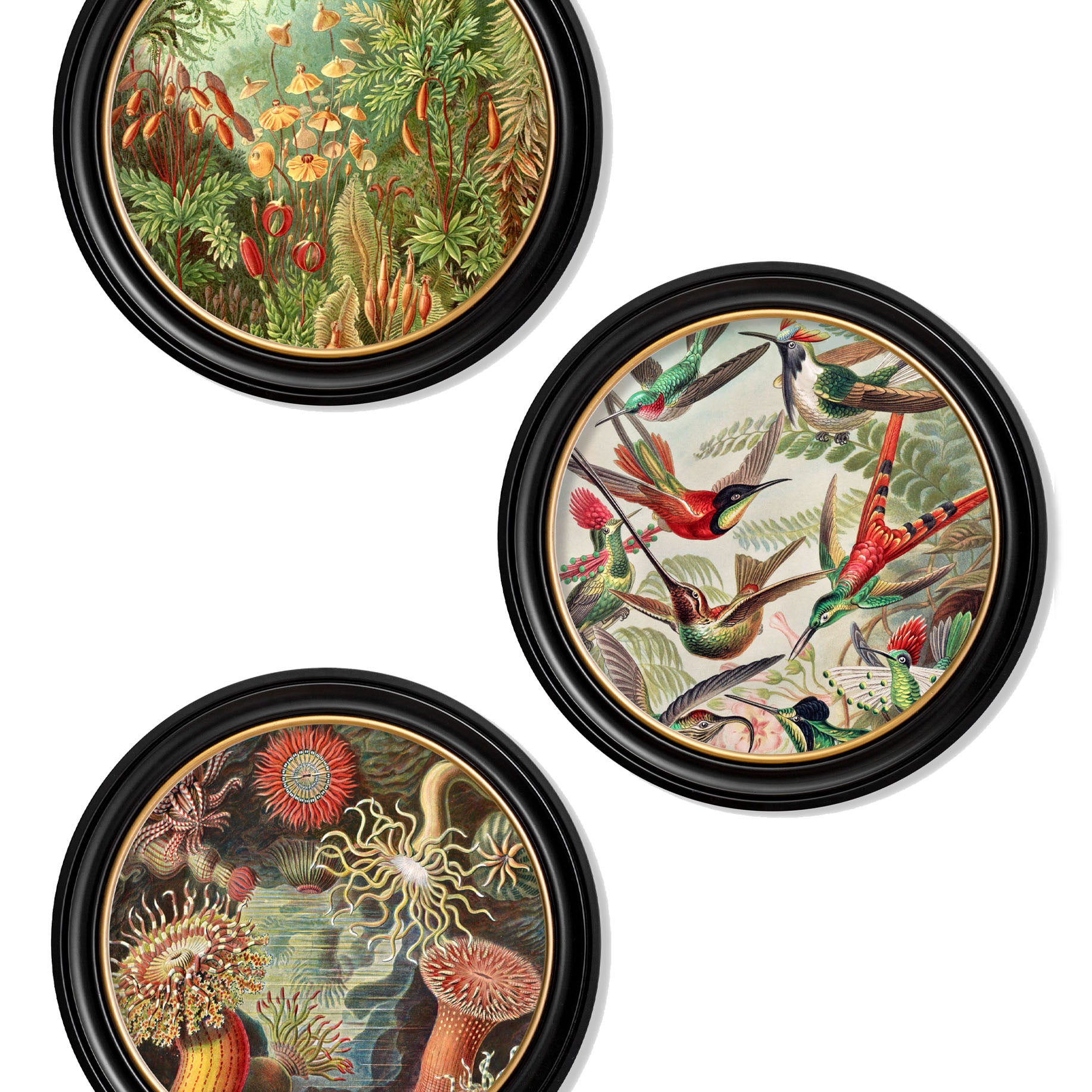 Flora and Fauna Prints