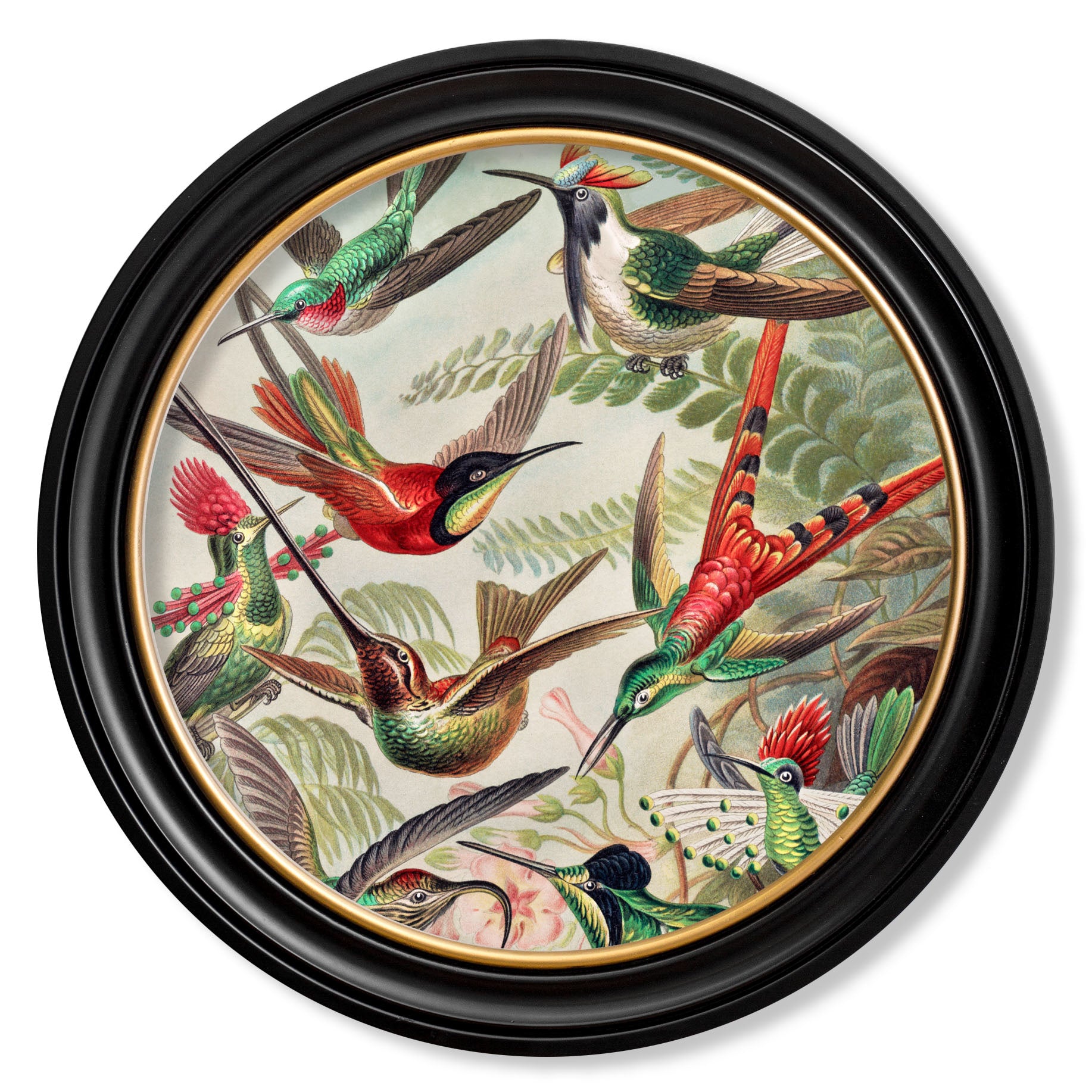 Flora and Fauna Prints
