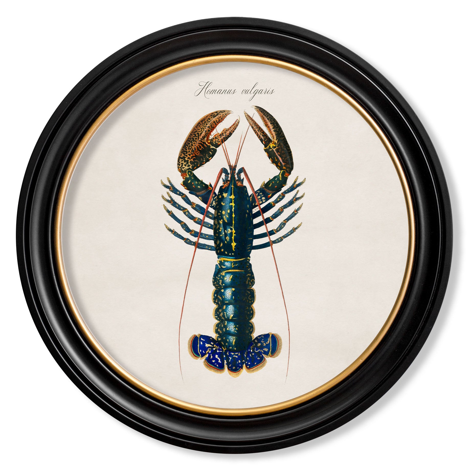 Vintage Marine Life Prints