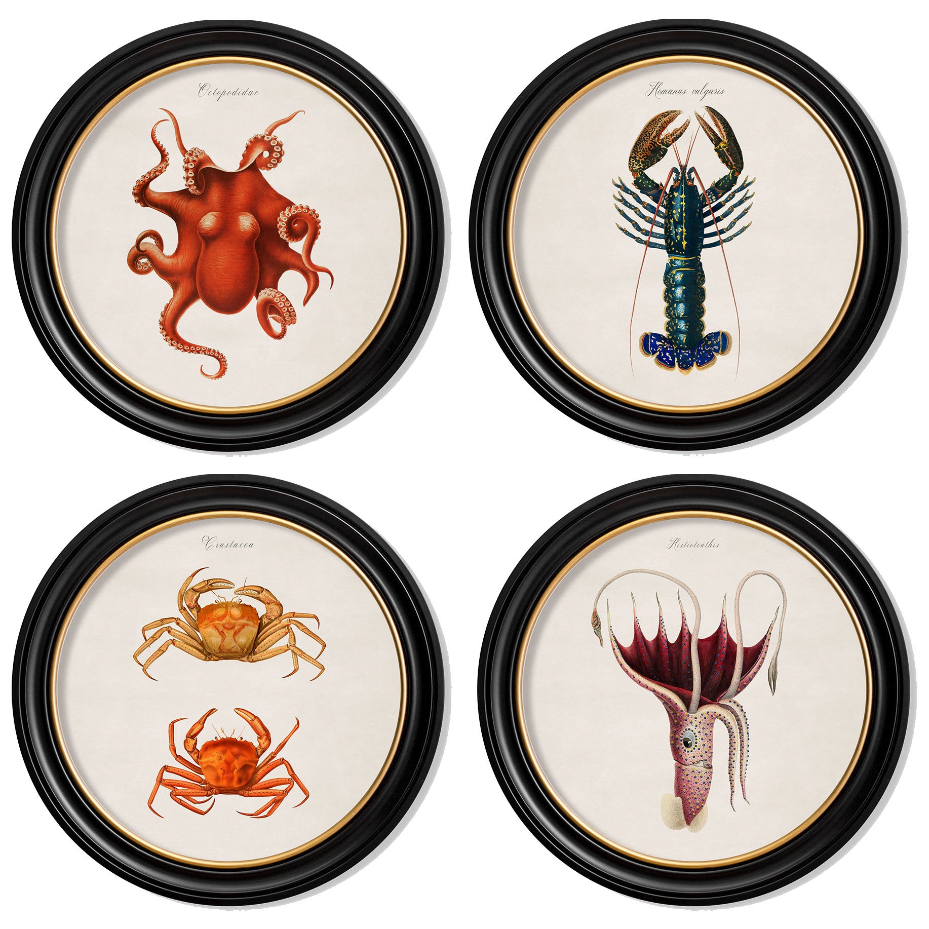 Vintage Marine Life Prints