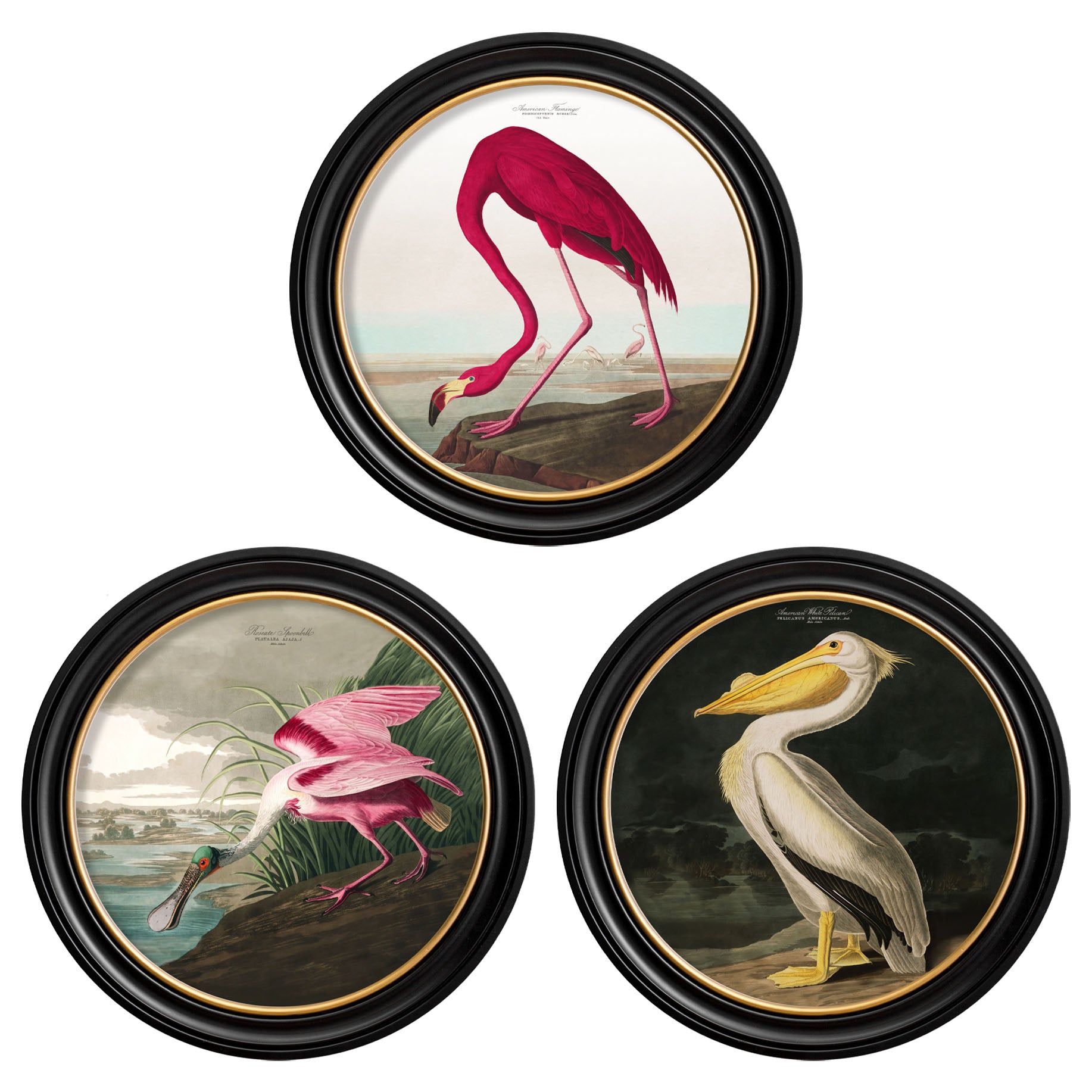 Bird Brilliance Prints