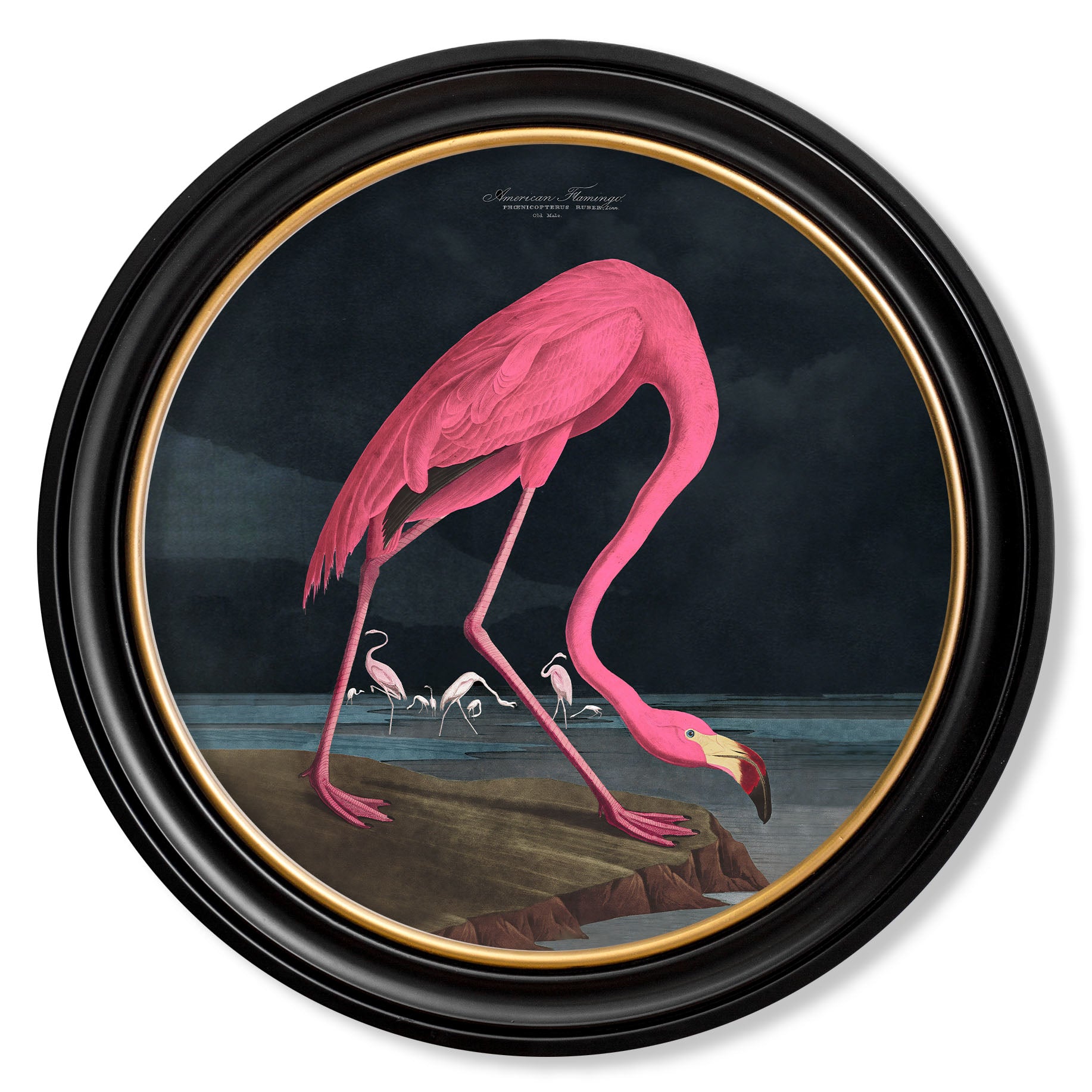 Bird Brilliance Prints