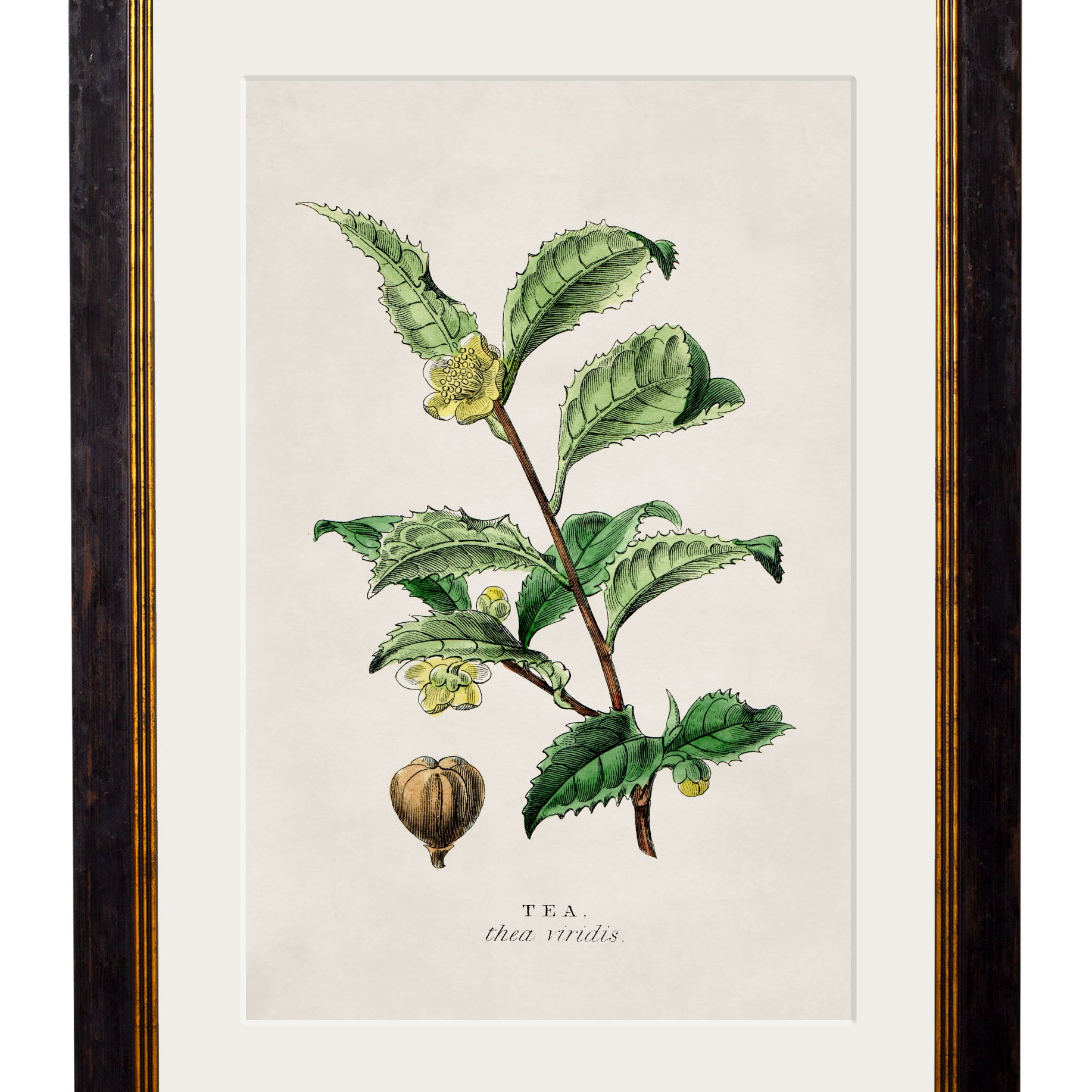 Botanical Brews Collection