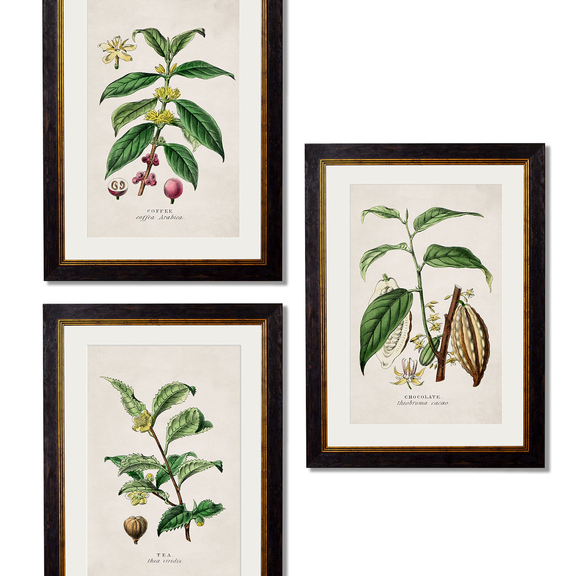 Botanical Brews Collection