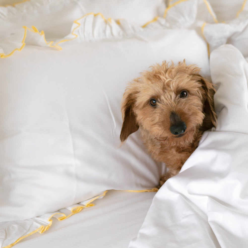 Small dog peeking out from under white bedding with yellow trim