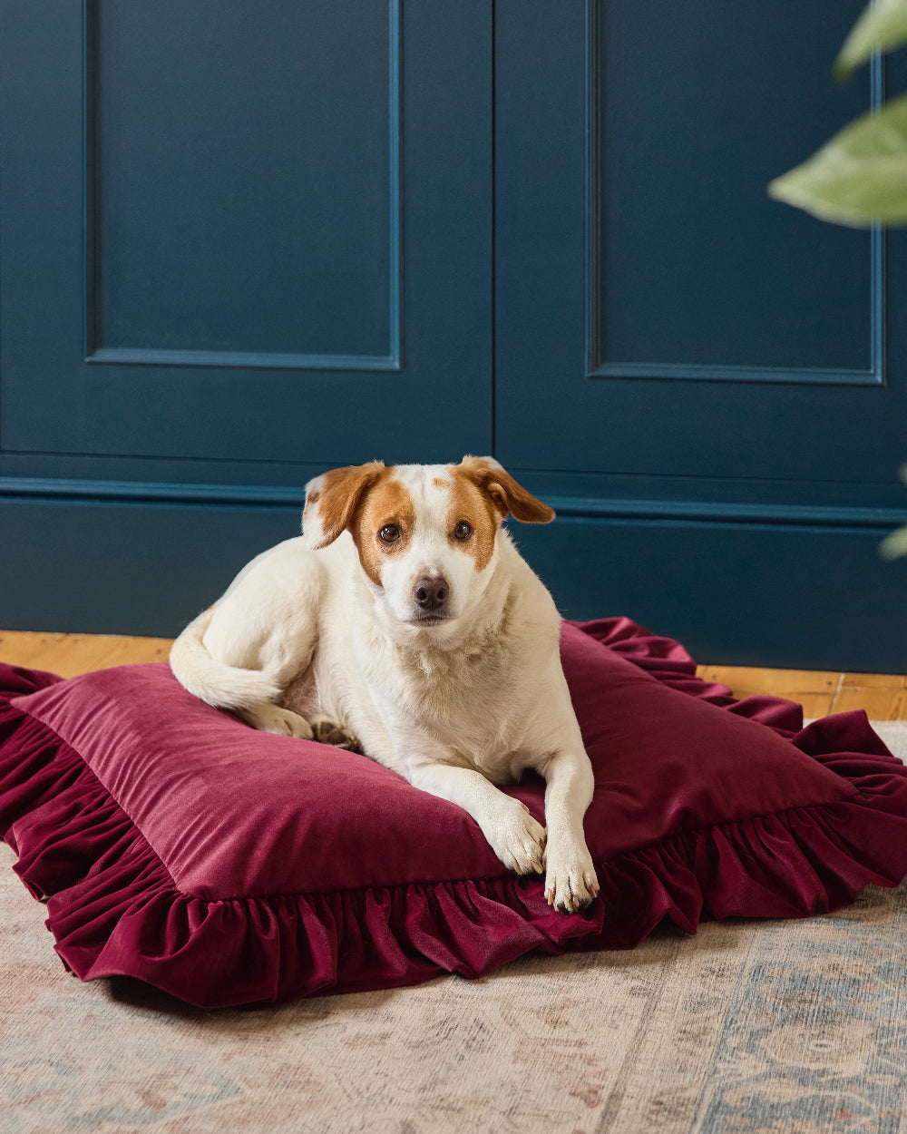 Burgundy ruffled velvet cushion with a dog resting on it