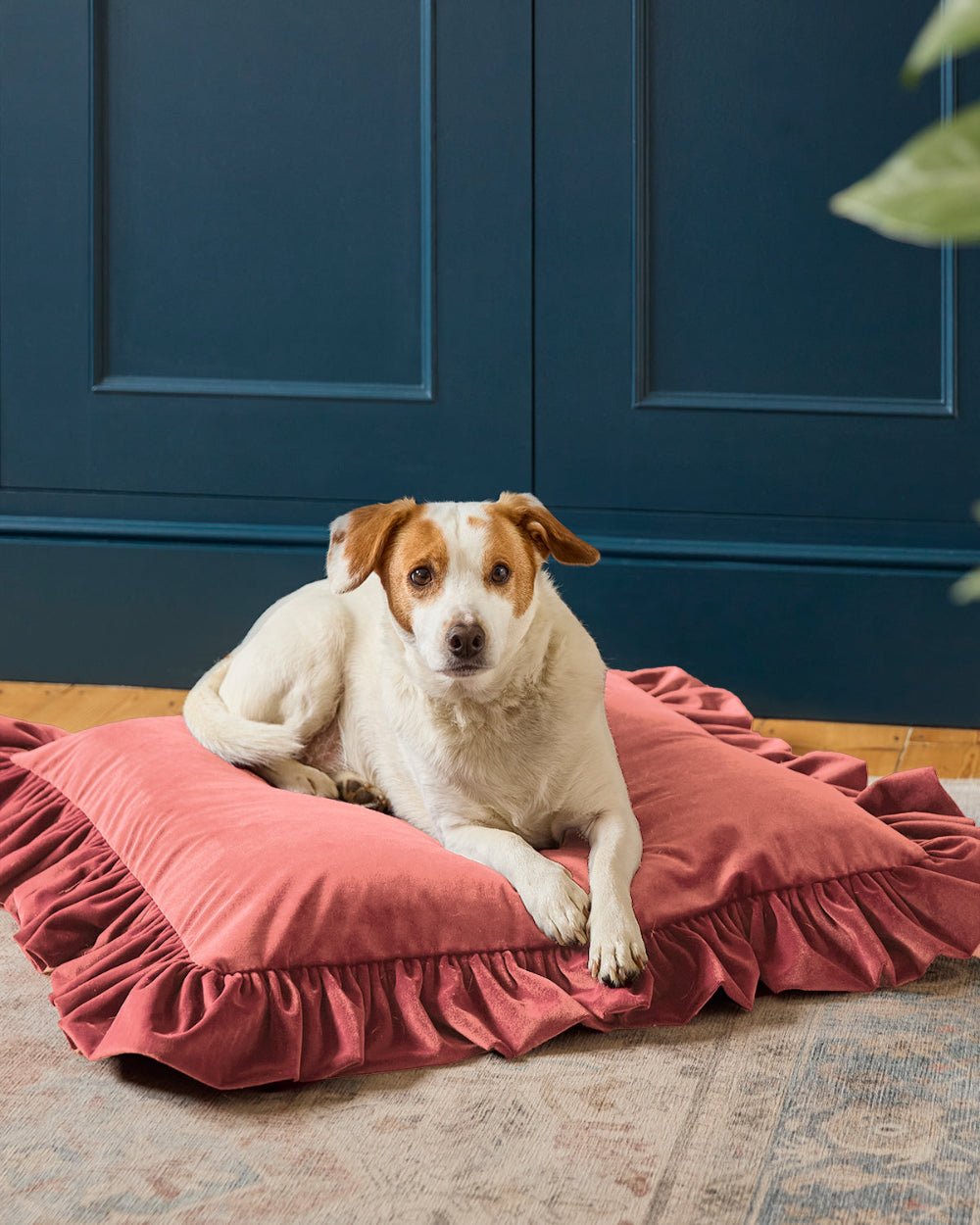 A white and brown dog lies on a dusty rose ruffled pet bed placed on a patterned rug in front of a dark blue paneled wall.