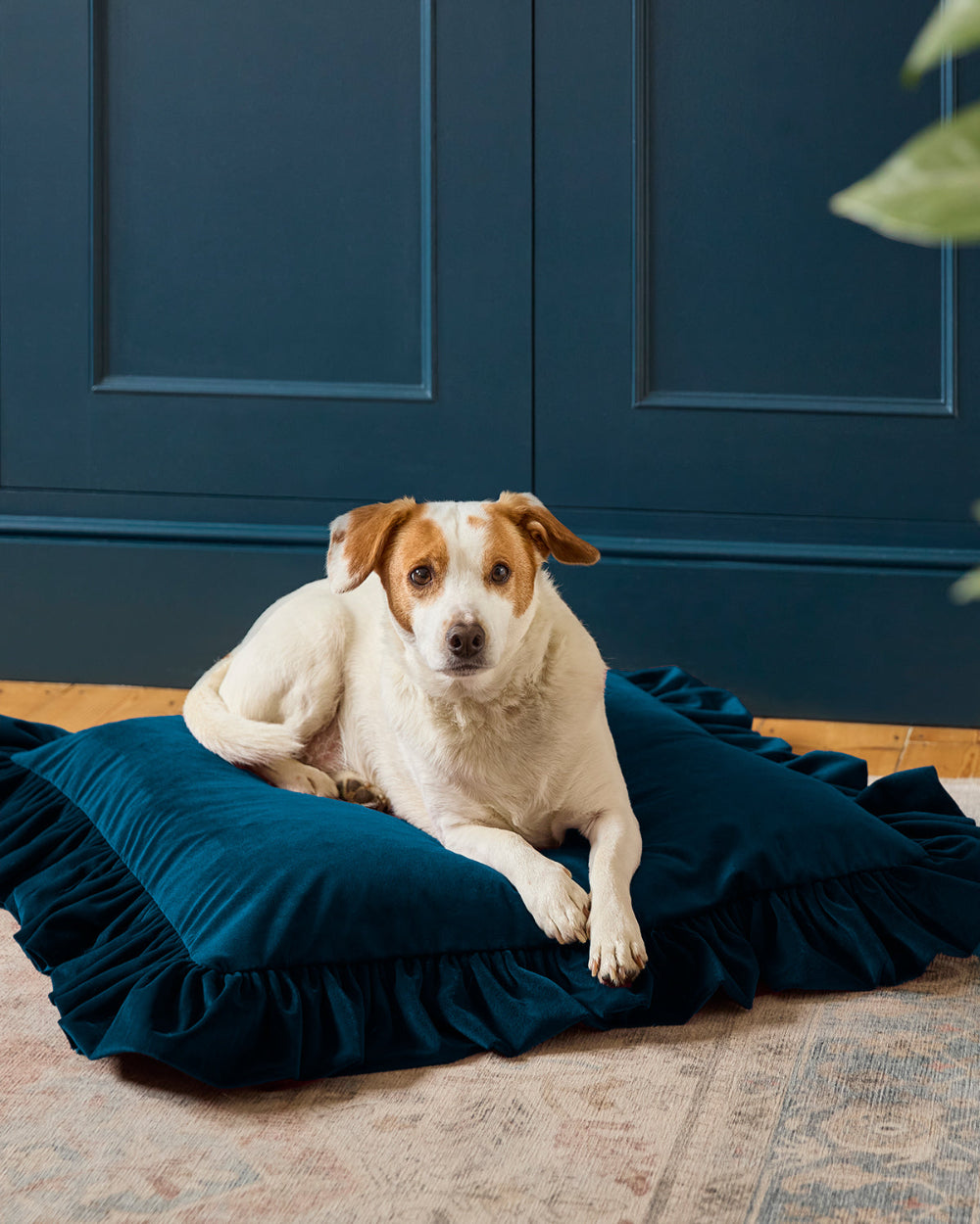 A white and brown dog lies on a plush dark teal ruffled pet bed placed on a patterned rug in front of a dark blue paneled wall.