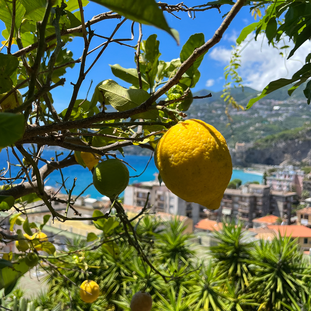 Lemons on a tree with a scenic background of buildings and mountains.