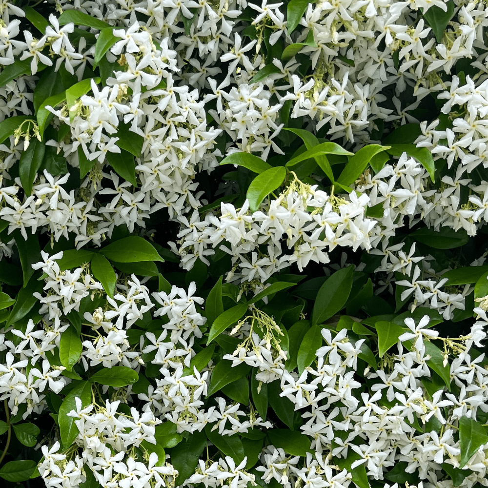 Close-up of white flowers with green leaves