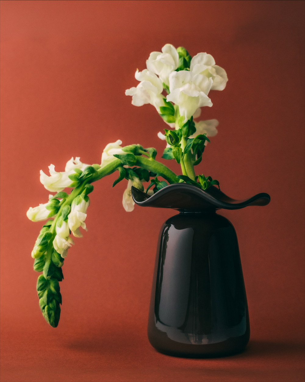 Brown ruffle bud vase with white flowers on a red background