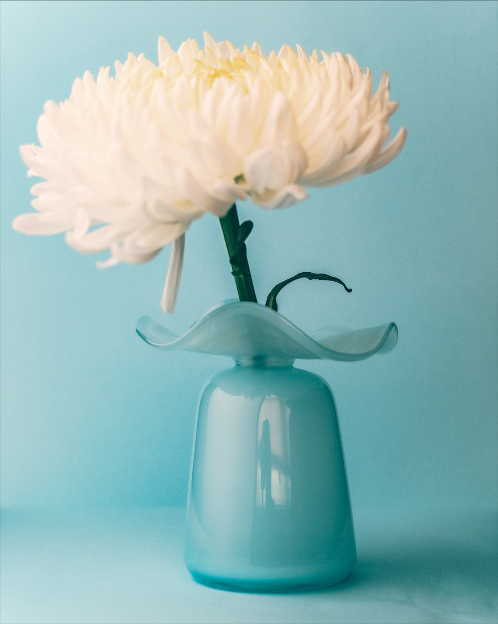 Light blue vase with a white flower against a light blue background
