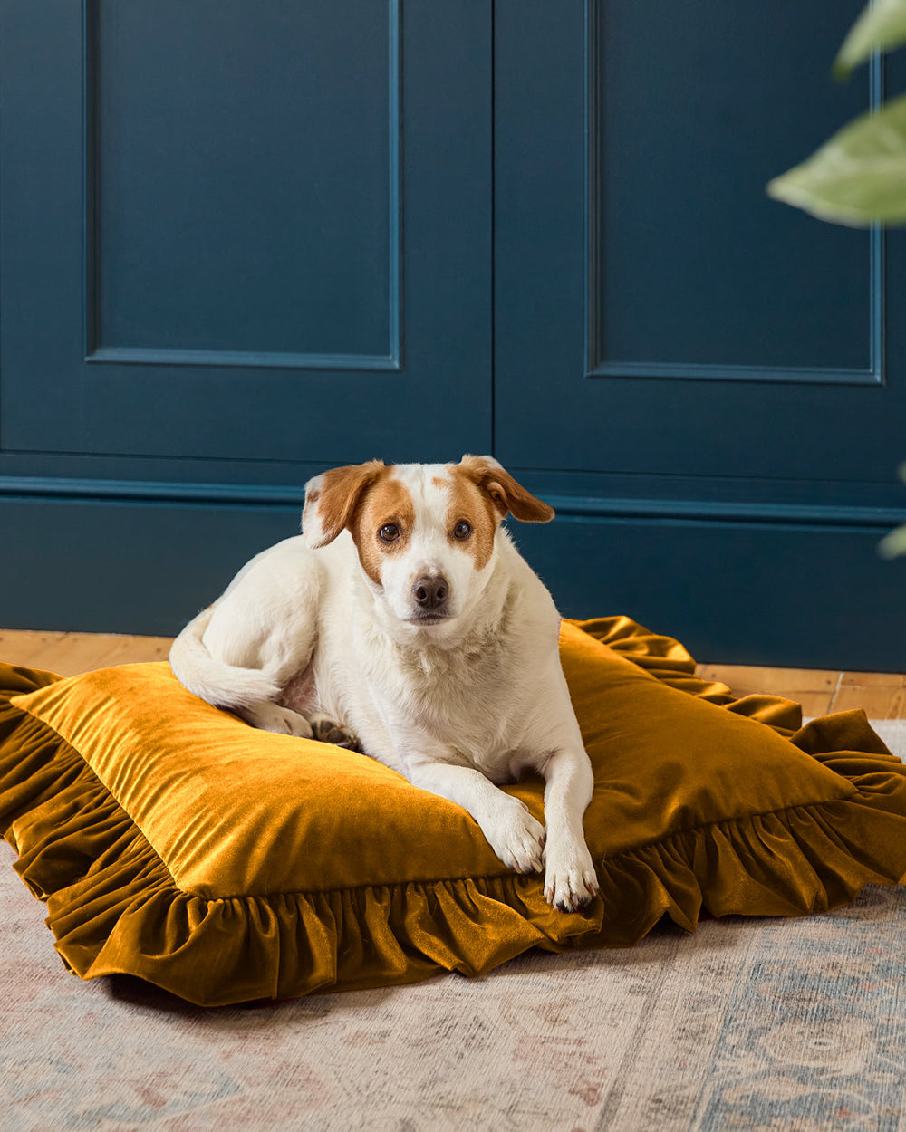 A white and brown dog lies on a plush mustard yellow velvet pet bed with ruffled edges, set on a patterned rug in front of a dark blue paneled wall.