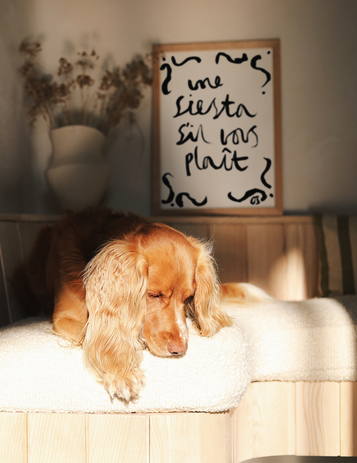 Dog lying on a cushion with a decorative sign 'une siesta sil vous plait' in the background