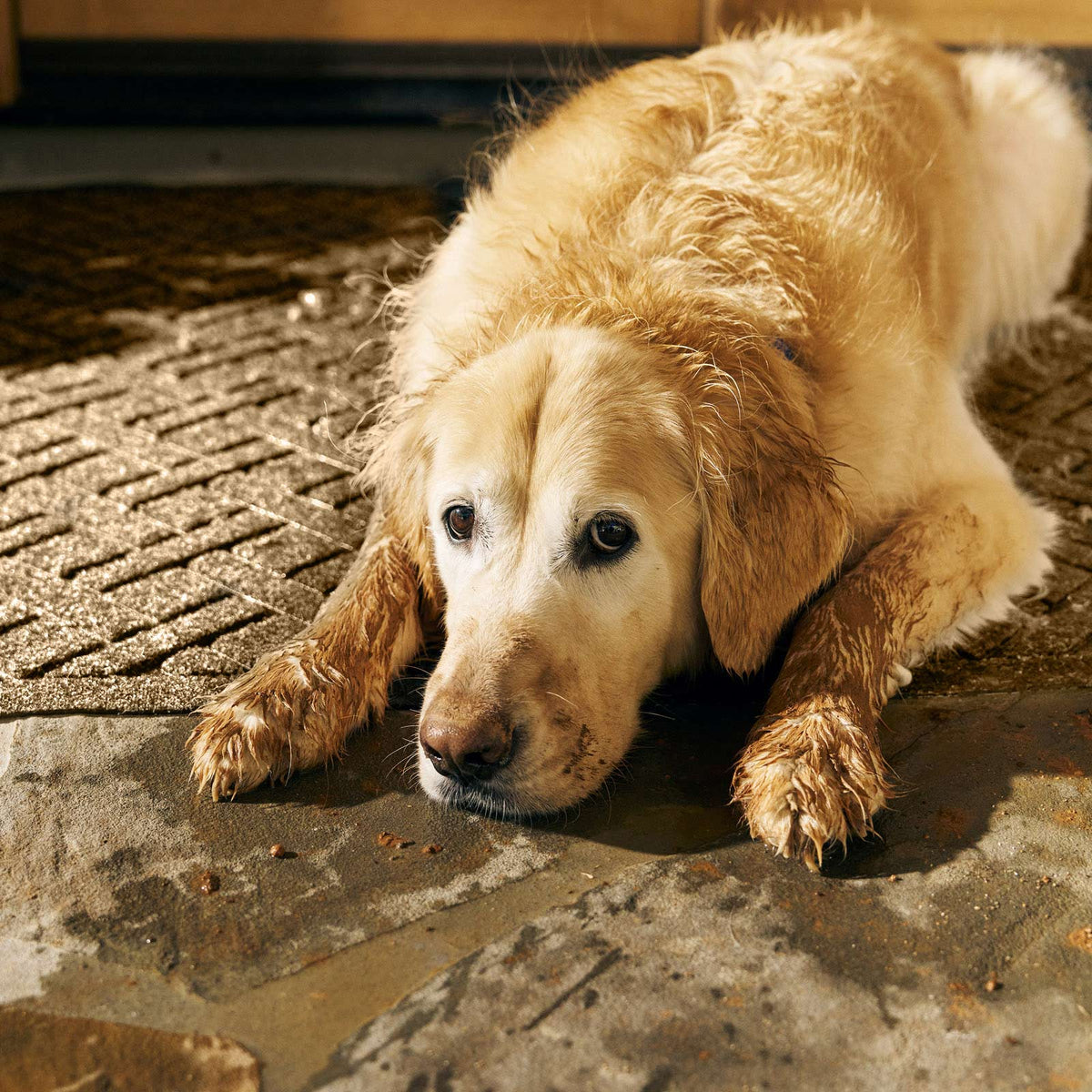 Golden dog with muddy paws resting on a textured WaterHog doormat by a doorway.